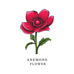 Blooming Red Anemone with Leaves and Stem featuring Anemone Typography. This asset is suitable for flower illustrations, botanical designs, garden-themed graphics, and projects related to nature