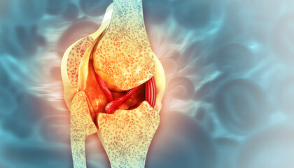 Knee joint with healthy cartilage, cross section. 3d illustration - obrazy, fototapety, plakaty