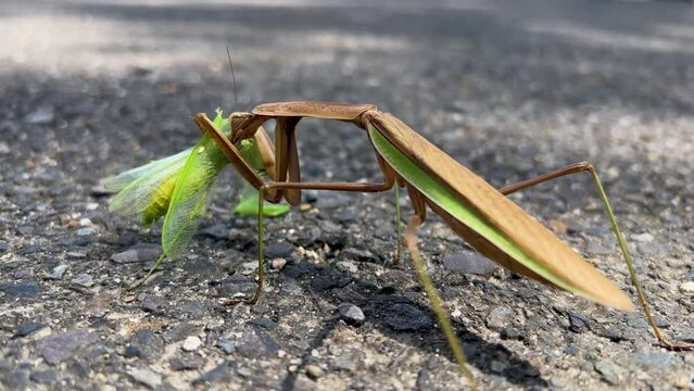 big praying mantis  eating mantis on the ground