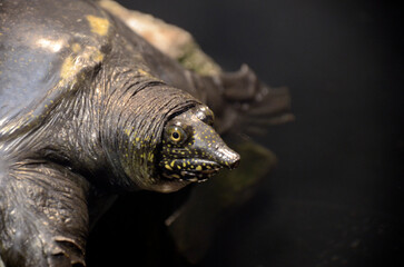 Obraz premium ニホンスッポン