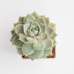 Echeveria Ruzz flower houseplant top view