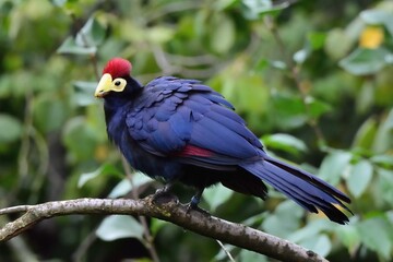 Close up photo of Ross's turaco or Lady Ross's turaco (Musophaga rossae) on green background. Zoo Dvur Kralove. 
