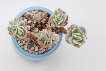 Natural green and white succulent Echeveria Mocha Variegated flower top view