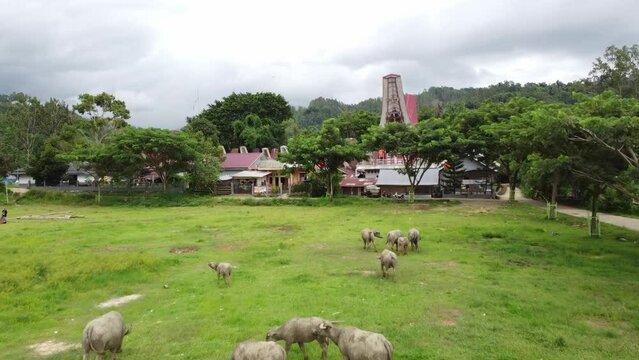 Torajanese Expensive Buffalo Named "Tedong Bonga", aerial shot with tongkonan house background.