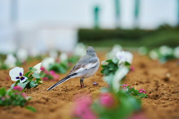 セキレイの後ろ姿