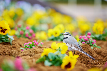 花壇にいるハクセキレイ
