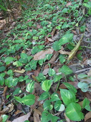 Fototapeta premium leaves in the forest