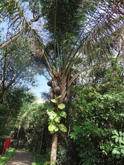 Fototapeta premium coconut palm tree