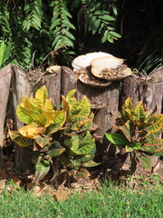 mushrooms in the forest