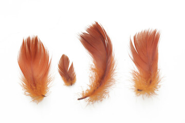 Feathers isolated on white. Bird feather cutout. Soft cotton background. Various shapes fluffy bird...