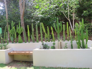 plants in a garden
