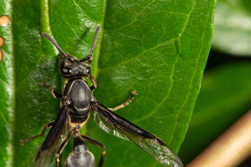Insect, beautiful insect seen through a macro lens in a garden, selective focus.