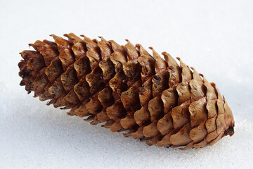 close-up of a spruce cone in the snow