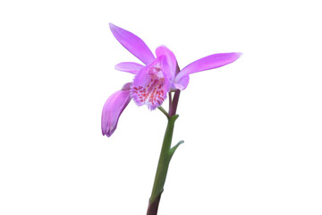 Orchid. Pleione limprichtii. Spring Flower.