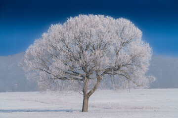A huge snowy tree in a rural field in the winter