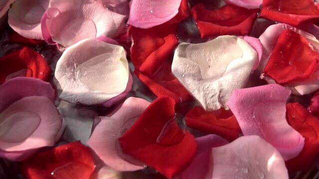 Slow-motion footage of rose petals floating on water,  Valentine's Day concept.