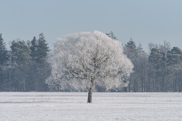 A huge snowy tree in a rural field in the winter