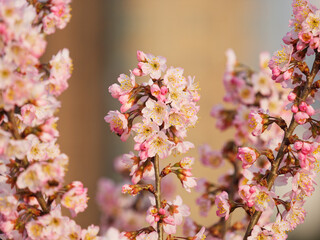 Spring flowers series, Beautiful pink flowers of japanese bush cherry (Prunus japonica) with blur...