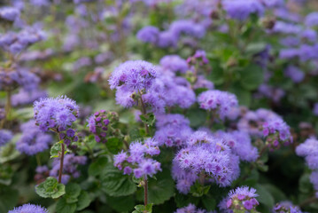 Purple flowers background. Mostly blurred fluffy lilac blossoms of bluemink