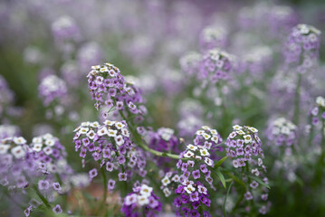 Purple flowers background. Lilac and white sweet alyssum