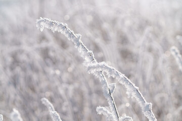 Hoar frost or frozen branch. Close up and isolated. Perfect creation. Blurred background.