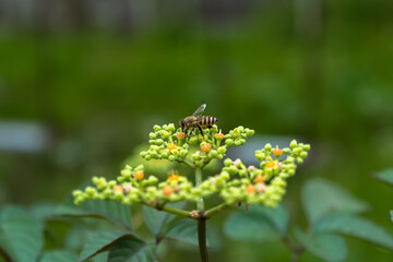 初夏、花の蜜を吸う蜂
