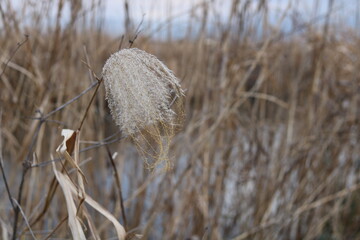 Drooping silver grass