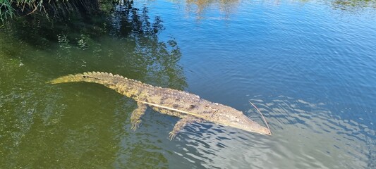 Crocodile in the water