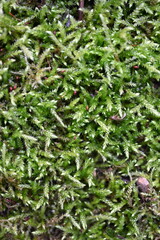 Close up of moss structure