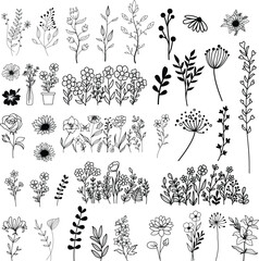 Wildflowers hand drawn, Flowers vector, Floral element illustration.