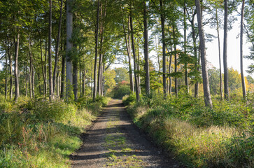 Idyllic forest scene with tall trees and footpath or road in the countryside