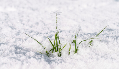 Hoar frost or frozen branch. Close up and isolated. Perfect creation. Blurred background.