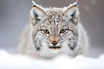 Tableaux ronds sur aluminium Lynx Canadian Lynx Portrait