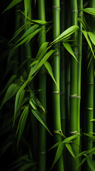 bamboo forest background