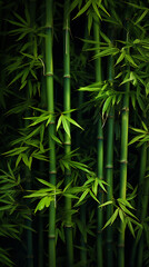 Obraz premium bamboo forest background