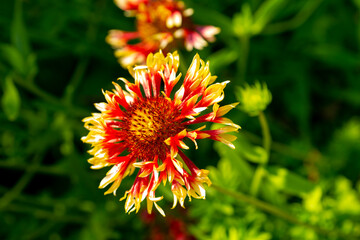 The red flower of gaillardia in the summer garden
