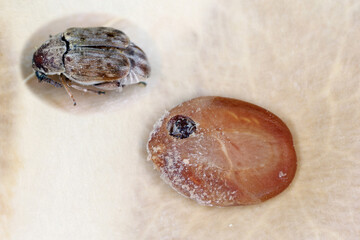 Seed beetle, bean weevil (Bruchinae or formerly Bruchidae) family that develops inside the seed of...