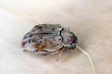 Seed beetle, bean weevil (Bruchinae or formerly Bruchidae) family that develops inside the seed of...