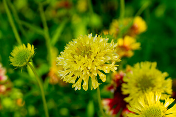 The yellow flower of gaillardia in the summer garden