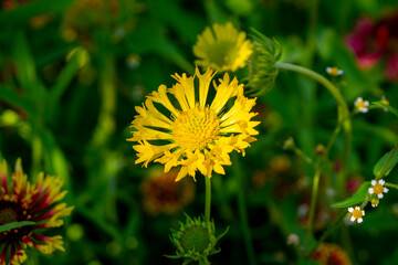 The yellow flower of gaillardia in the summer garden