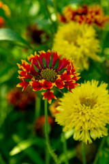 The red flower of gaillardia in the summer garden