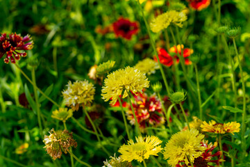 The yellow and red flowers of gaillardia in the summer garden.