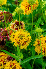 The yellow and red flowers of gaillardia in the summer garden.