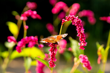 A butterfly on the persicaria orientalis blossom in a summer garden.