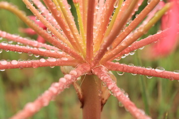 dew on a pink Lesotho flower