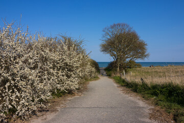Weg zum Staberhuk Strand mit weiß blühenden Schlehen an der Ostsee im Frühling.