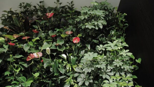 Green living room with vertical garden with red flowers close-up, house plants, green wall with flowers as part of interior design, slow motion