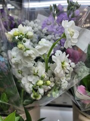  female, flowers, red, rose, plant