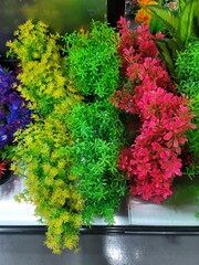  female, flowers, red, rose, plant