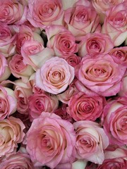 female, flowers, red, rose, plant